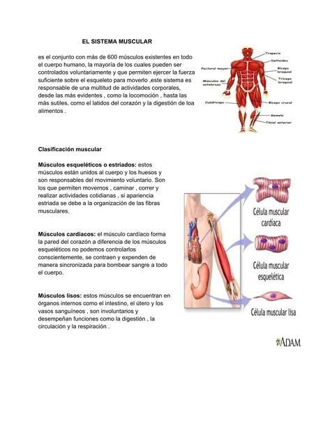 El Sistema Muscular Dulce Ariana Udocz