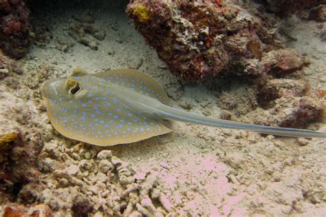 taeniura lymma