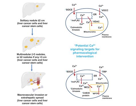 Cancers Free Full Text Targeting Ca Signaling In The Initiation