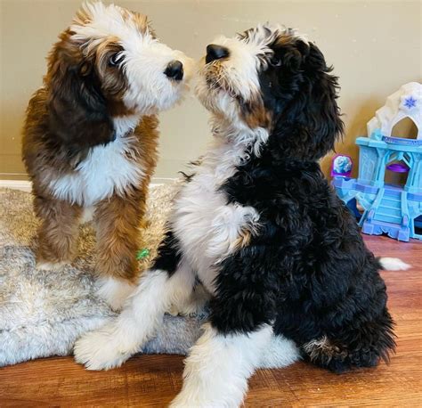 Gunner The Bernedoodle Reunited With Brother