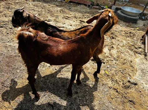 5 Months Brown Sirohi Male Goat Farming Weight 20kg To 30kg At Rs 240