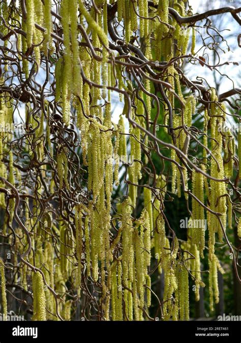 Common Hazel Corylus Avellana Common Hazel Stock Photo Alamy