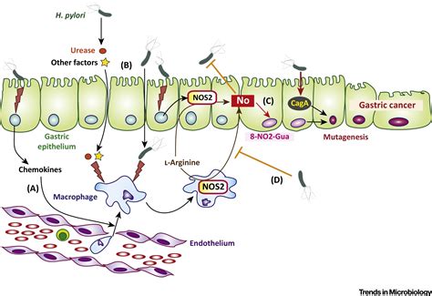 The Immune Battle Against Helicobacter Pylori Infection NO Offense