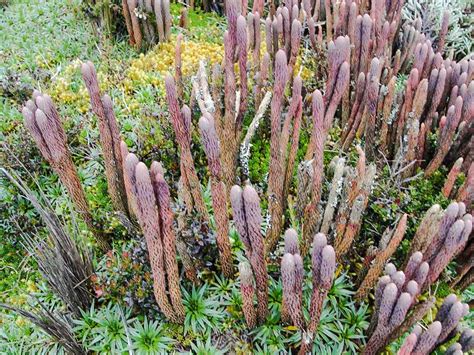 Casahuala Flora Ecuventure