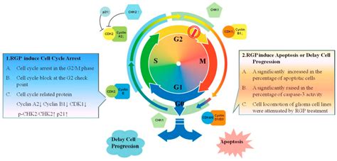 Neurology International Free Full Text Radix Glycyrrhizae Preparata