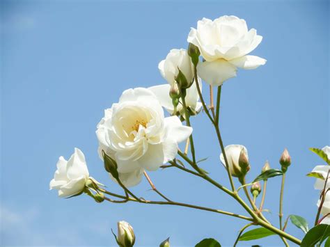 Download White Roses Background 4800 X 3600 | Wallpapers.com