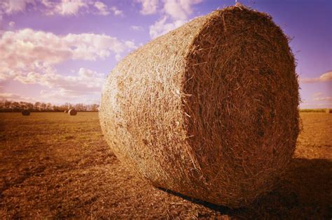 Hay Donations Reach Fire Hit Farmers Stock Journal Sa