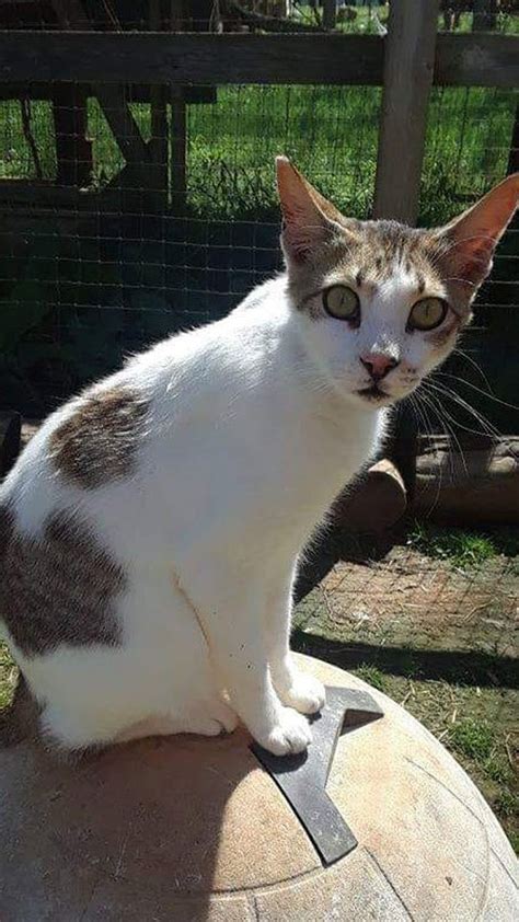 Kiwi The Cat From Qatar Rikkis Refuge Animal Sanctuary