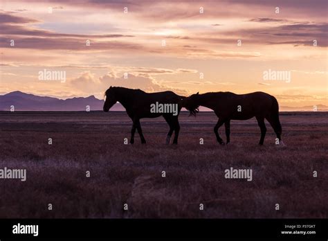 Wild Horse And Sunset Stock Photos & Wild Horse And Sunset Stock Images ...