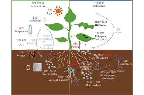 根系分泌物介导植物抗逆性研究进展与展望