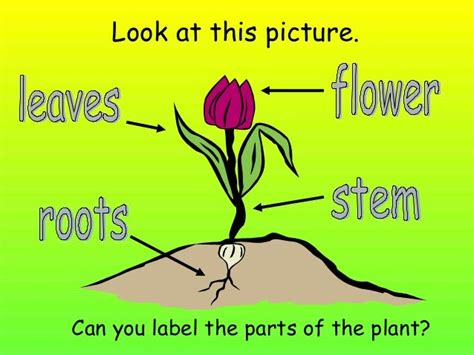 Plants and life processes