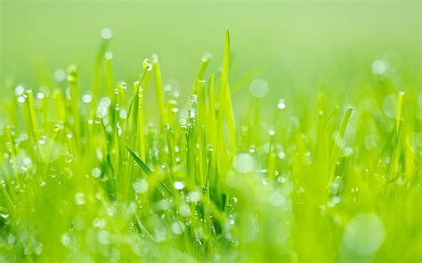 Hd Wallpaper Grass Dew Green Light Green Color Plant Freshness