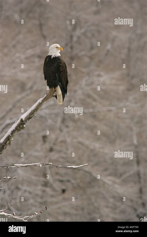 Bald eagles, Alaska Stock Photo - Alamy