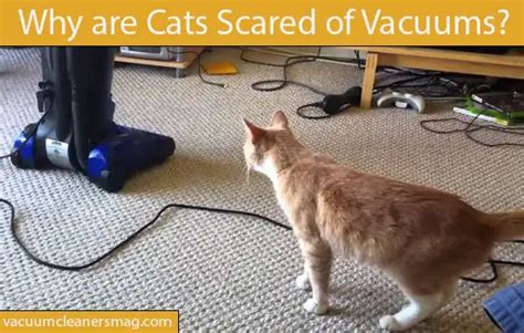 Why are Cats Scared of Vacuums &How to Relax them? - VacuumCleanersMag