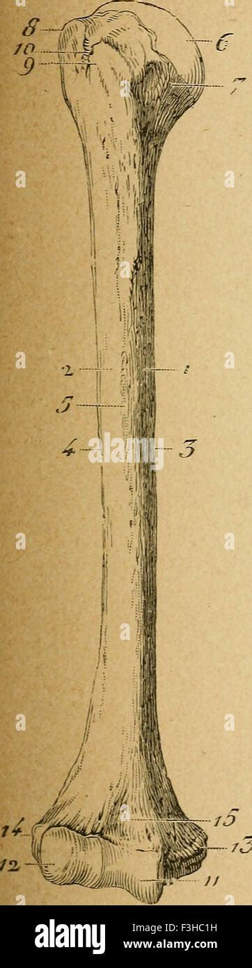 Eléments d anatomie et de physiologie génitale et obstétricale