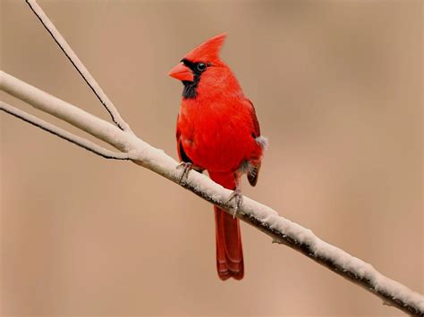 Cardinal Bird Facts