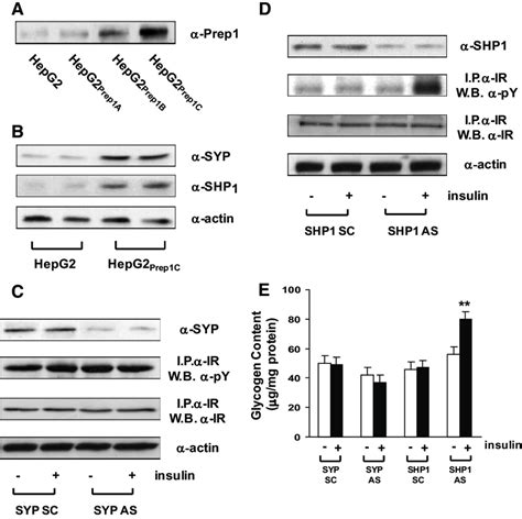 Effect Of SYP And SHP1 Antisense Oligonucleotides On Insulin Signaling