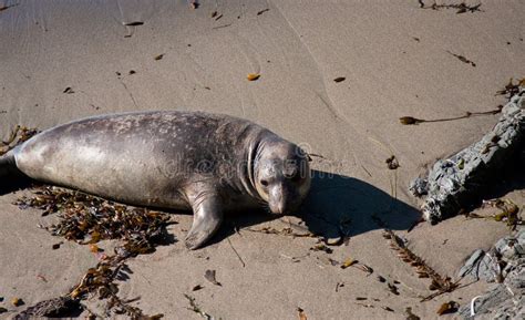 Elephant Seal pup stock image. Image of mammal, animal - 23296711