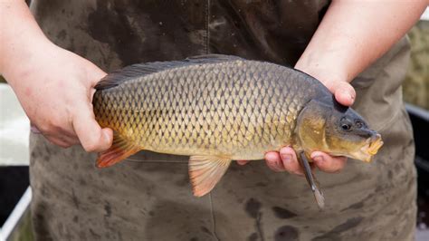 All Types Of Carp