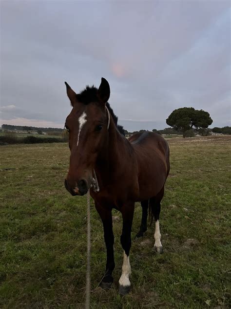 Cavalo 8 Anos Canha OLX Portugal