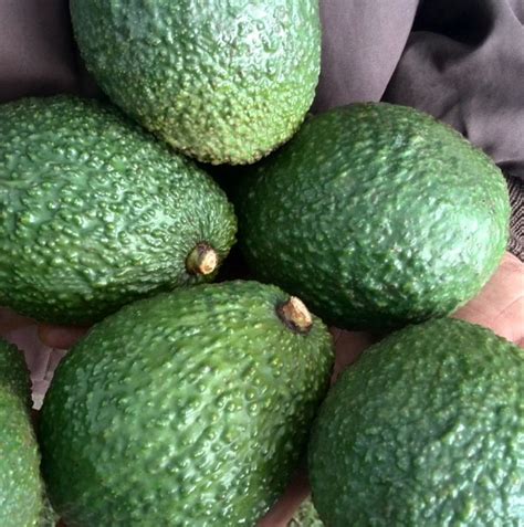 M Xico Identifica Aguacates Criollos Con Potencial De Exportaci N