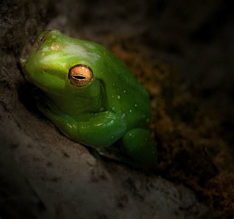 Green Frog - Uncategorized - Photo.net