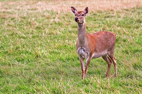 Red Deer Photograph By Marcia Colelli Pixels