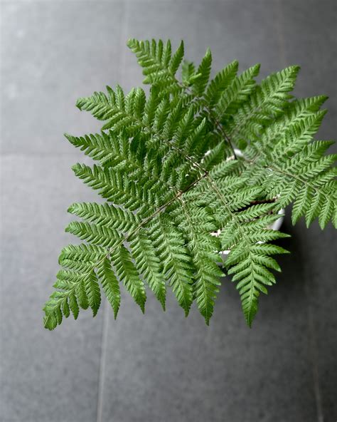 'Monkey Tail Fern' Cibotium ; JUNGALORE | Singapore