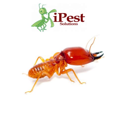 Waco Pest Control Termite Control Ipest Solutions Waco Exterminator