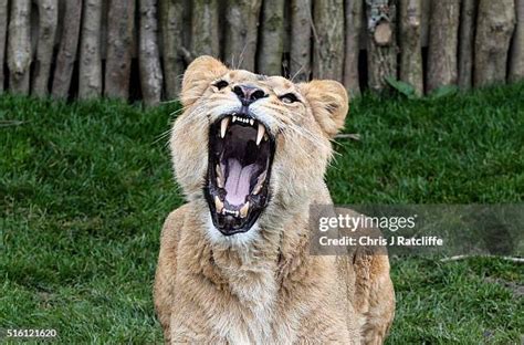 Female Lion Roar Photos and Premium High Res Pictures - Getty Images