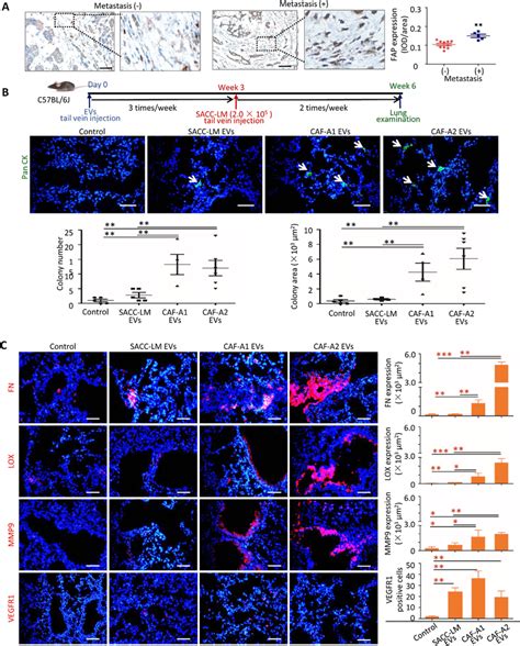 Caf Evs Promoted Sacc Lung Metastasis And Pre Metastatic Niche