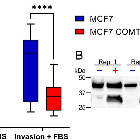 2d Invasion Transwell Assay Of Comt Overexpressing Mcf7 Cells