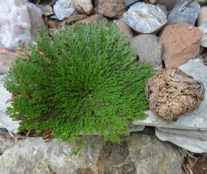 Rose Of Jericho Plant Care Rose Of Jericho Uses And Benefits