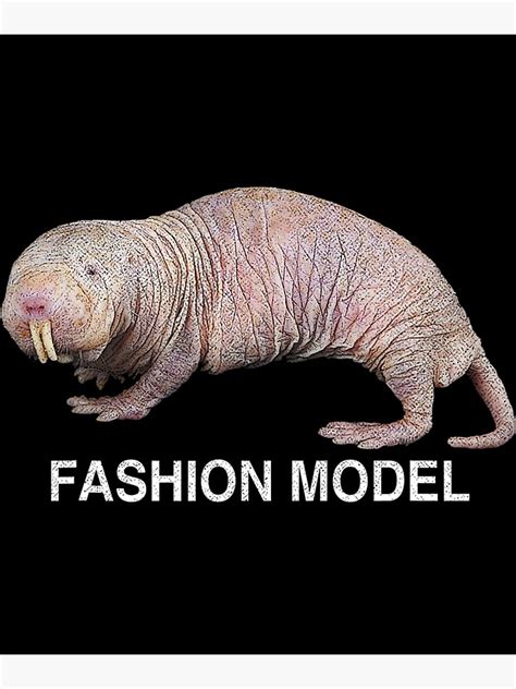 Naked Mole Rat Poster For Sale By ConierMinert Redbubble