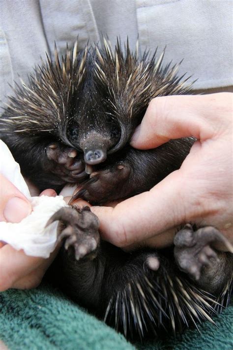 This Rescued Baby Echidna Will Completely Inspire You