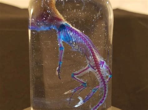 Diaphonized Pinky Mouse Preserved Oddities Taxidermy Skeleton Cleared