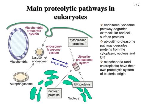 Ppt Cellular Protein Degradation Powerpoint Presentation Id3370120