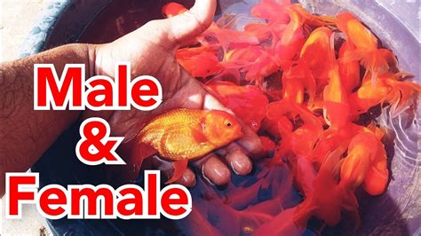 How To Identify Male And Female Goldfish কিভাবে গোল্ডফিশ মাছের ছেলে