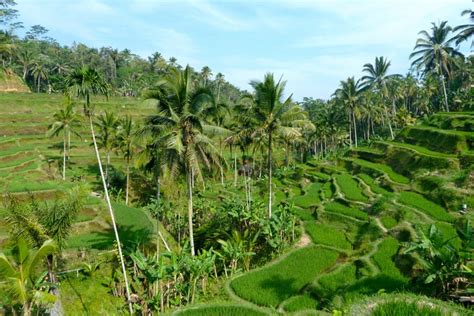 Tegalalang Rice Terrace - Bali Semara Tour