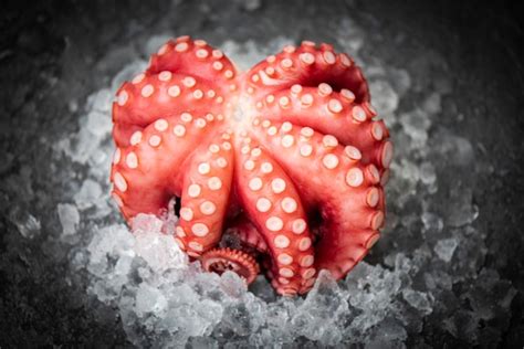 Pulpo Fresco Sobre Hielo Y Fondo Oscuro Tent Culos De Pulpo Entero