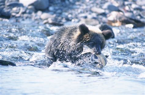 シャケをくわえたひ熊 知床半島の写真素材 Fyi03271435 ストックフォトのamanaimages Plus