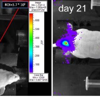 Noninvasive Bioluminescence Imaging Of An Individual Mouse On Days