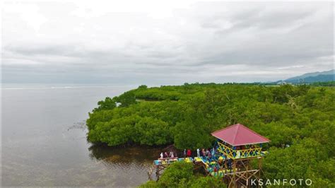 Wajah Baru Hutan Mangrove Desa Matansala Morowali Brita Id