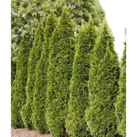 Reviews For Spring Hill Nurseries 2 25 Gal Pot Emerald Green Arborvitae Thuja Live Evergreen