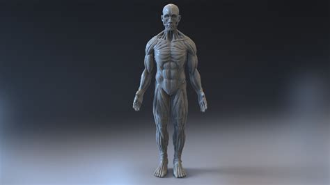 Anatomy Muscles 3d Model