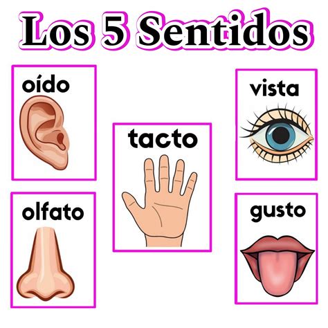 Os 5 Sentidos Humanos - 7