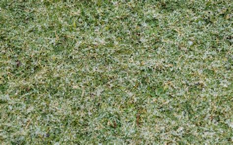 Will Calcium Chloride Kill Grass The Lawn Mower Guru