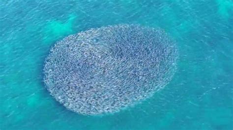 Mullet Fish Jumping Out Of Water