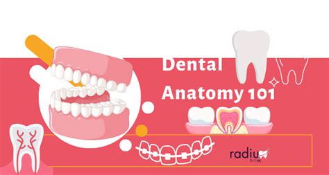 Dental Anatomy 101 Exploring The Structure Of Your Teeth