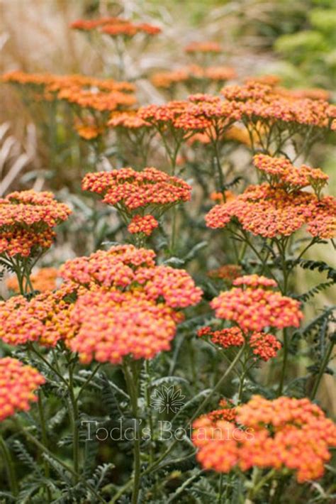 14 Drought Tolerant Perennials That Can Survive Tough Summers Artofit